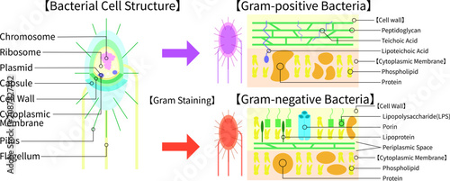 Schilderij op canvas Bacterial Cell Structure and Gram Staining Comparison of Gram-Positive and Gram-