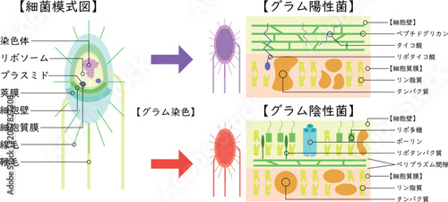 Tableau sur toile Bacterial Cell Structure and Gram Staining Comparison of Gram-Positive and Gram-