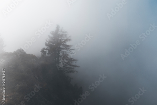Fotografie lonely pine tree hidden in the mist and dark mood