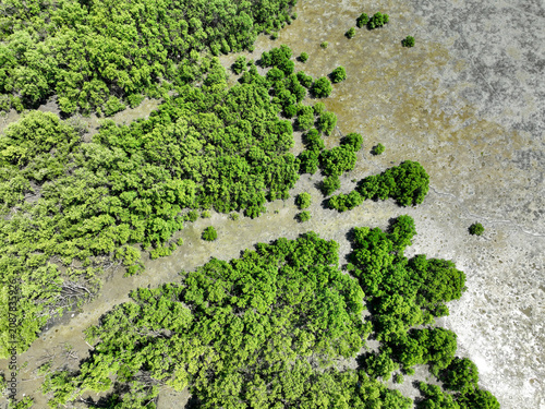 Foto Green mangrove forest with morning sunlight