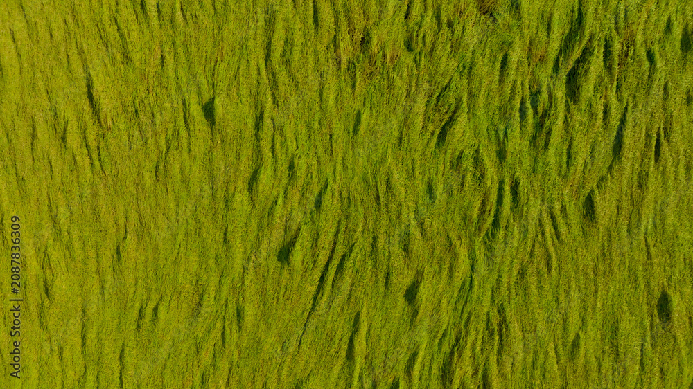 Obraz premium Aerial view of green rice field texture background. Rice plants bend down to cover ground from monsoon winds. Natural pattern of green rice farm. Above view of agricultural field. Beauty in nature.