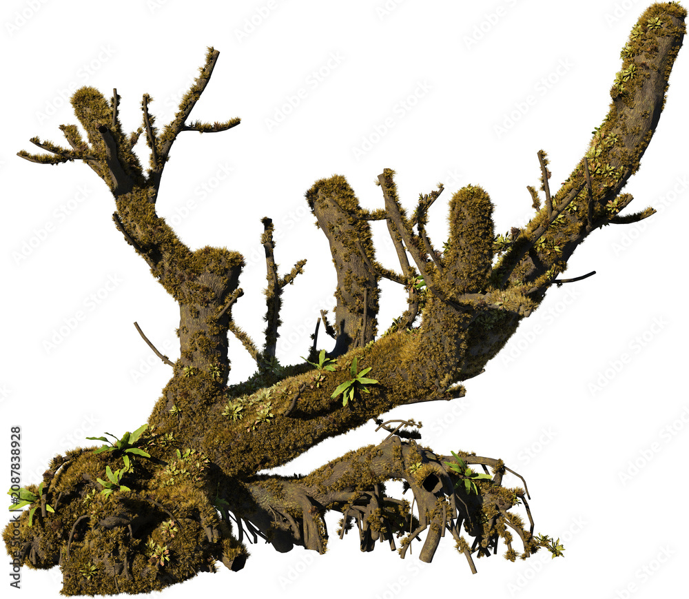 Fototapeta premium A tree stump with moss on a transparent background