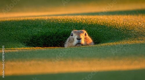 A groundhog in a hole on a golf course. Mute guardian monitors lively and vivid landscape. Quiet protector surveys bustling bright scenes with careful attention and keen