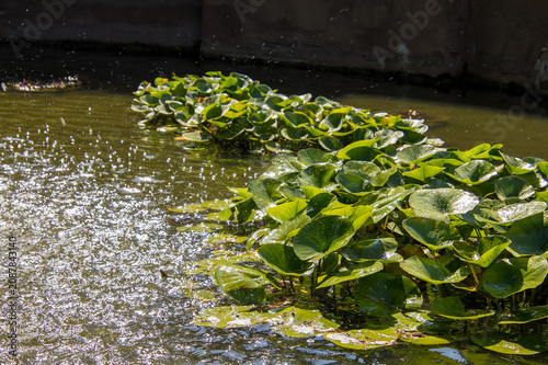Plantes aquatiques flottantes en rivière tropicale	