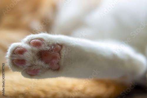Cute White Cat Paw with Pink Toe Beans Close-Up, Adorable Sleeping Pet Macro Portrait Indoors
