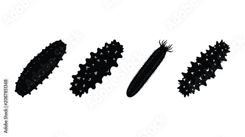 Foto Sea Cucumber Silhouettes In Black And White Marine Invertebrate Silhouette