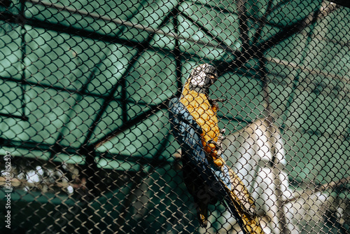 Fotografie Blue and gold macaw clinging to the wire netting inside a spacious zoo aviary