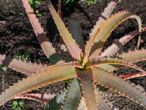 Close-Up of Aloe Arborescens Leaves