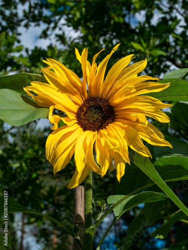 Close-Up of a Blooming Sunflower with Blurred Green Branches Background