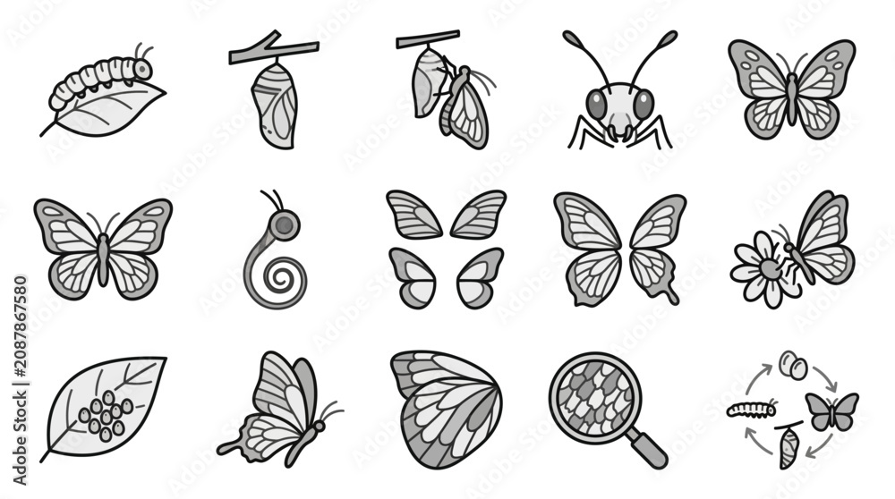 Fototapeta premium Butterfly metamorphosis stages and nature observation icons.