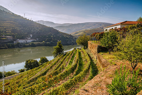 Terraced vineyards descend toward the Douro river, with green hills, winery buildings, and soft sunlight in northern Portugal.