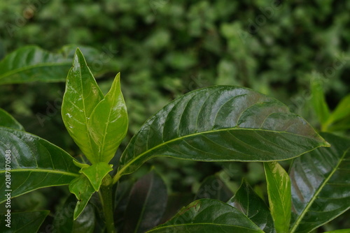 Close up of plant with shiny leaves of various hues of greens