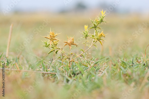 Photos Carthamus lanatus, Distaff thistle or Yellow Star thistle, Carthamus lanatus or