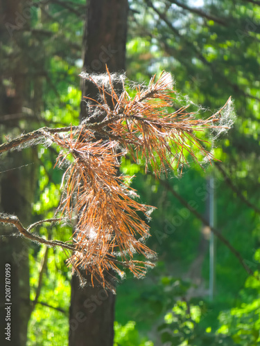 Pine branch covered with white fluffy poplar seeds. Dried coniferous needles trapped in cottony tree fuzz. Macro view of nature in summer forest. Botany and seasonal environment change.