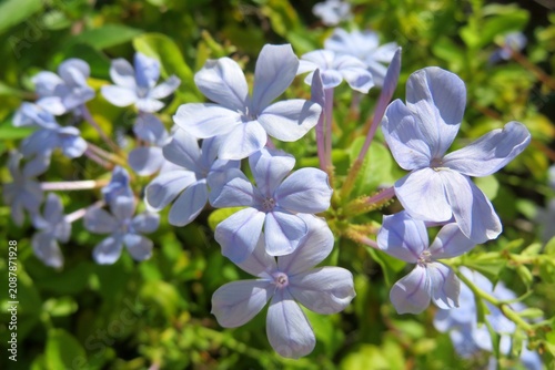 Cuadro en lienzo Blue plumbago flowers in Florida zoological garden, closeup