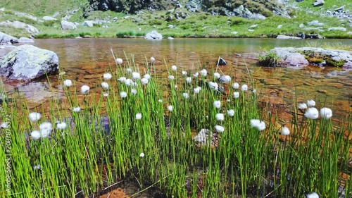 Eriophorum Scheuchzeri Woolly Cotton Grass in Alpine Wetland