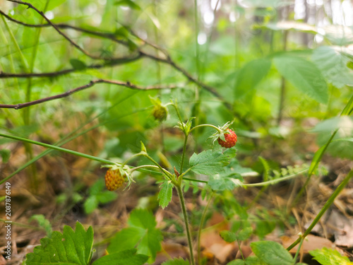 Wild strawberry growing in lush forest grass. Small red forest berry on green stem. Natural organic vegan food in woodland environment. Summer harvest and wild nature concept.
