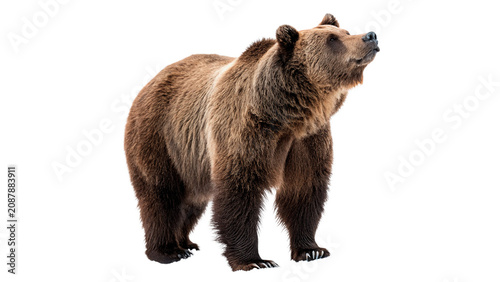 Vászonkép Large brown grizzly bear standing wild isolated on transparent background cut ou