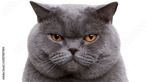 Tableau sur toile Grumpy British Shorthair cat face with orange eyes, isolated on transparent back