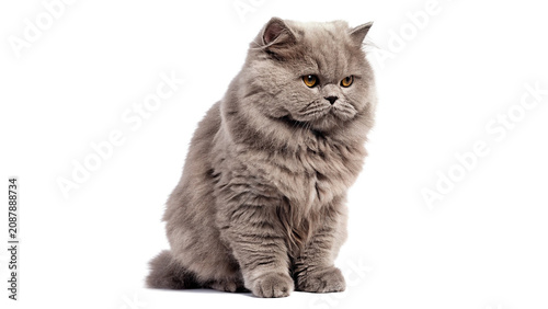 Fotografi Fluffy domestic grey British longhair cat sitting isolated on transparent backgr