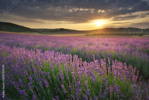 Lavender field landscape at sunset with scenic flower rows leading toward a bright shining sun.