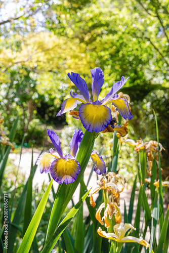 Close up of a Dalmatian iris, used today to flavor foods and drinks as well as for perfumes or air fresheners