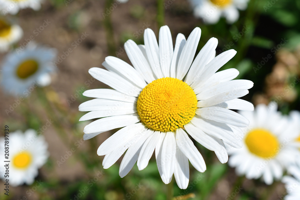 Fototapeta premium White Daisy Flower Blooming in Garden macro Matricaria chamomilla