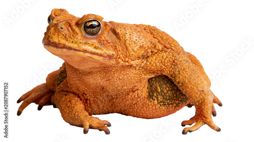 Bild auf Leinwand Orange bumpy toad with dark patterned skin, isolated on transparent background