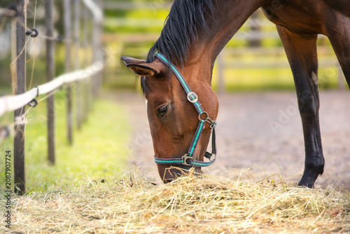 Horse eat hay