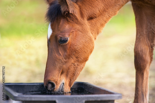 Bay Foal drink water