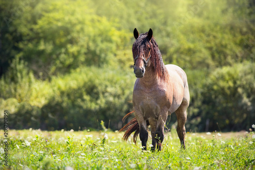 фотографія Draft horse on pasture