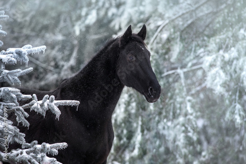 Black horse portrait in snow