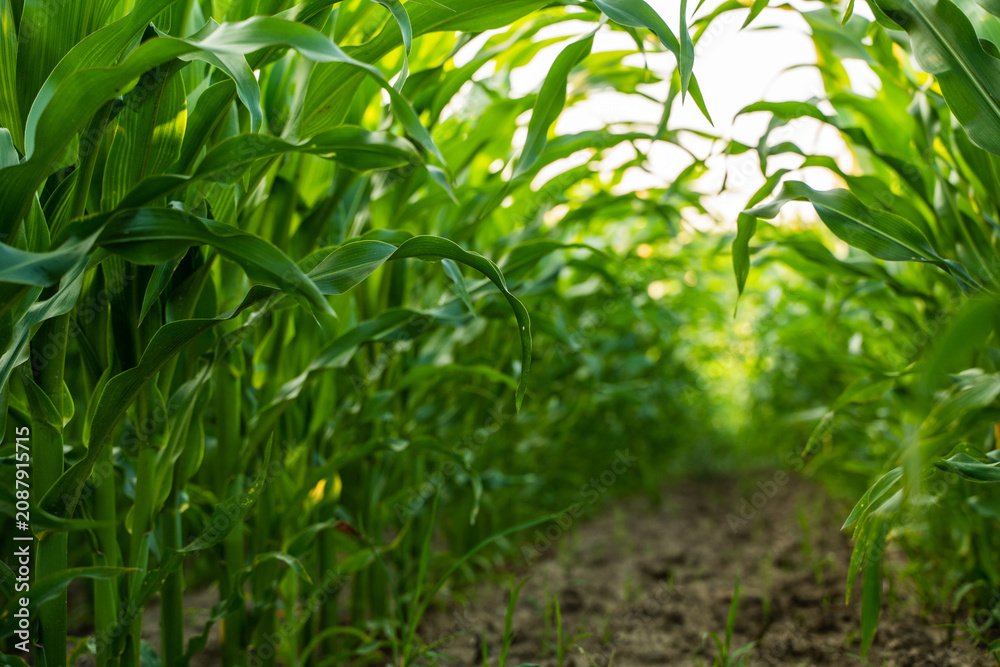 Fototapeta premium Lush green cornfield path during summer, showing agriculture, sustainable farming, and healthy crop growth in rural nature
