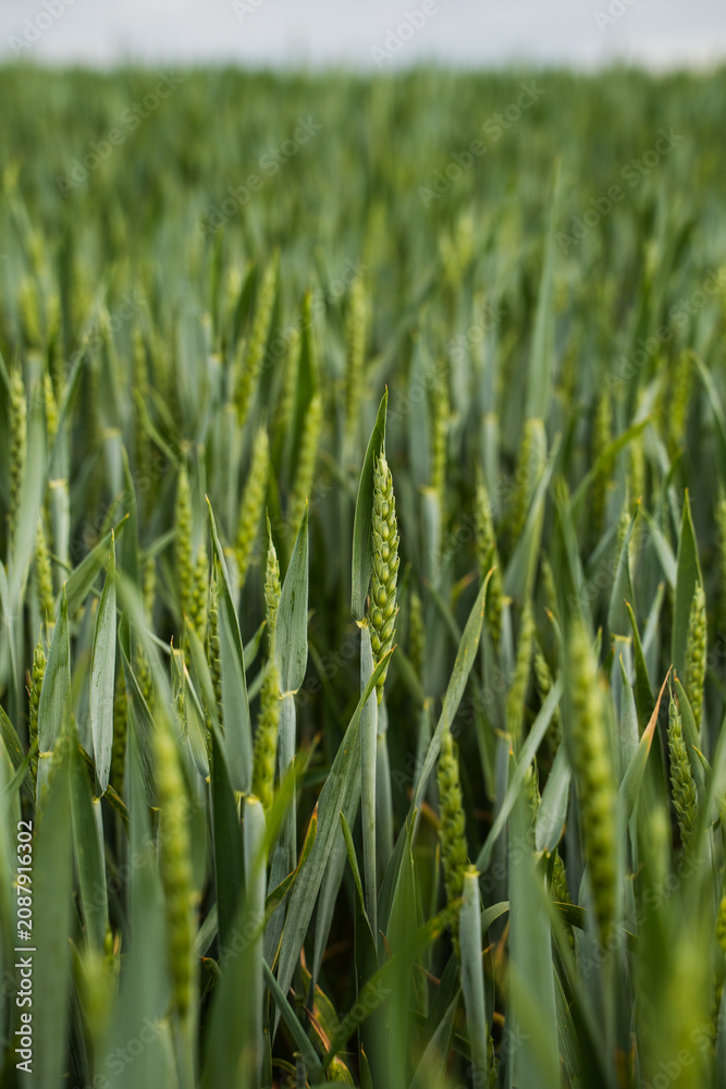 Fototapeta premium Green wheat field growing under a clear sky, an agricultural landscape representing growth, harvest, and food production