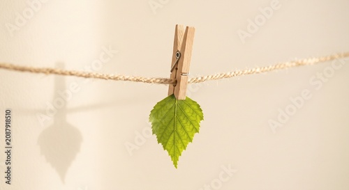 Fresh green leaf hanging from a clothesline with wooden clothespin eco living concept