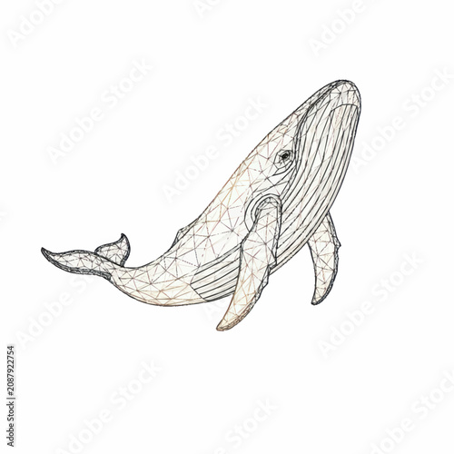 Fotografie Detailed line art illustration of a humpback whale swimming.