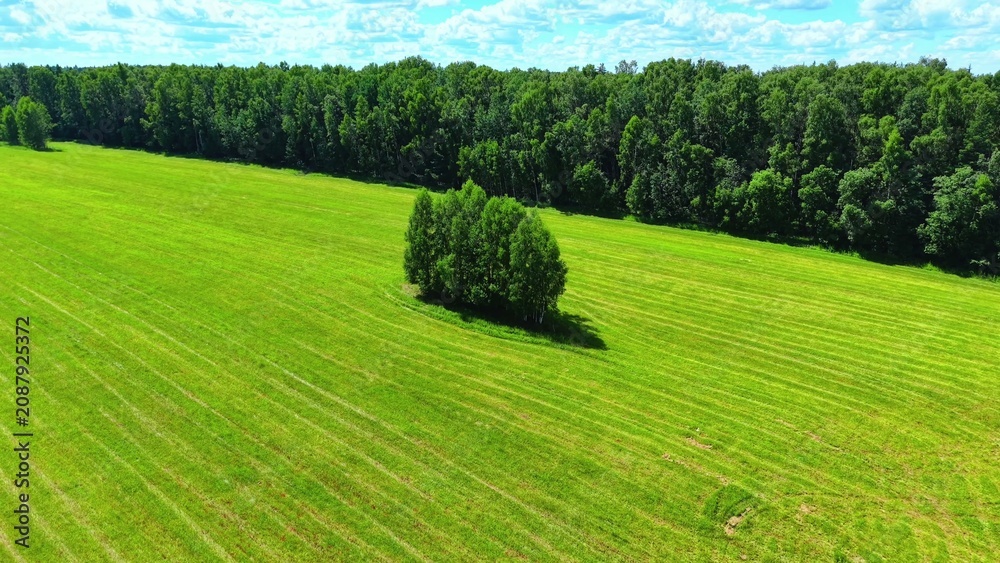 Obraz premium Lush green grass field with isolated trees and vibrant cloud pattern in blue sky