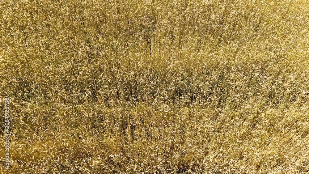 Fototapeta premium Golden wheat field with abundant stalks ready for harvest under bright sunlight