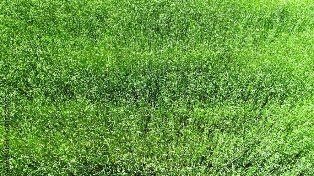 Fototapeta premium Healthy oat grass blades in lush green field with sunlight illuminating vibrant textures