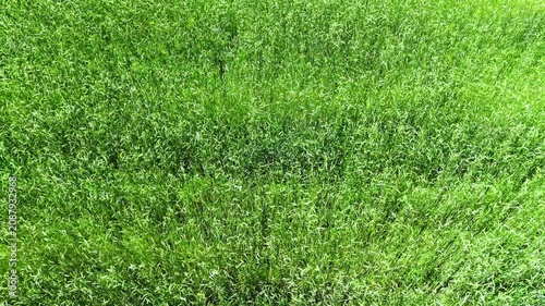 Green blades of oat grass with a dewy texture on a sunny meadow in the summer season - freshness