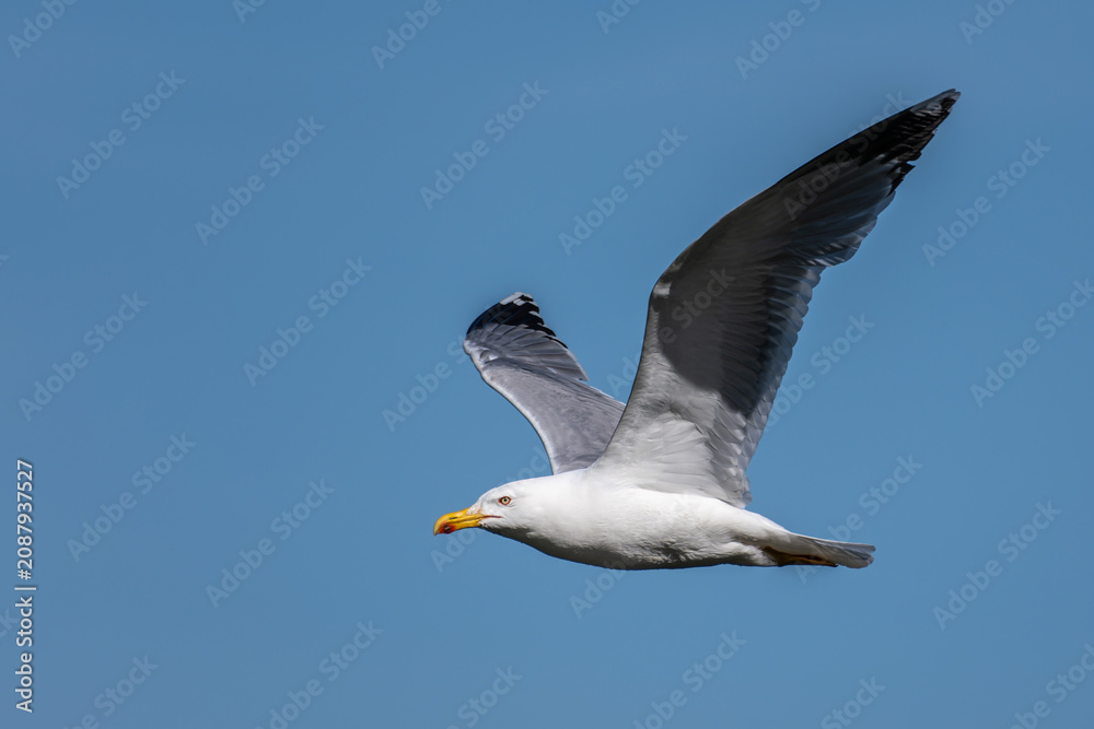 Obraz premium The European Herring Gull, Larus argentatus is a large gull. Here flying in the air.