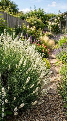 Beautiful lavender plant with white flowers blooming in sunny garden