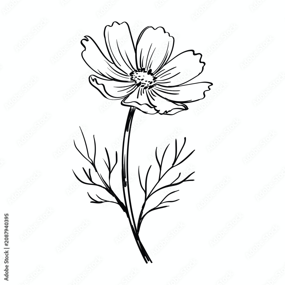 Obraz premium Hand drawn outline illustration of a cosmos flower with stem and leaves
