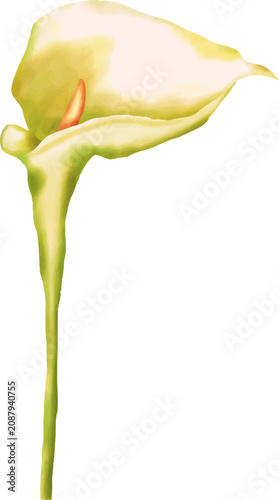 Beautiful Hand Drawn Calla Lily