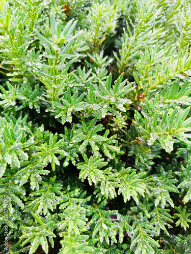 Background of close up green leaves.