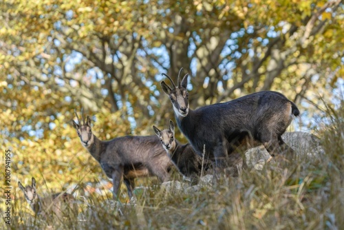 Canvas Print Three chamois in the nature habitat