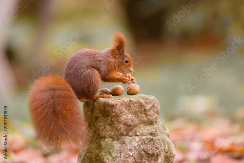A european red squirrel sits on a stone pillar and eats nuts. Portrait of a cute european red squirrel in autumn forest. Sciurus vulgaris
