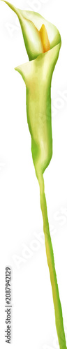 Watercolor Calla Lily Single Stem