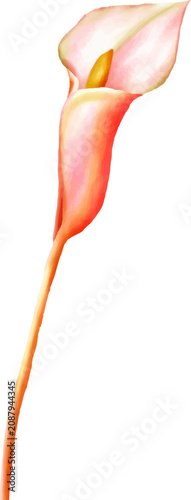 Pink Calla Lily Flower