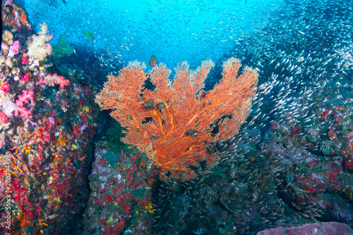 Orange gorgonian sea fan coral thriving on a reef at Richelieu Rock in the Andaman Sea of Thailand with fish school